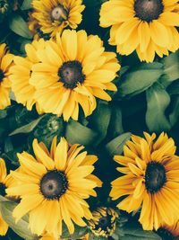 Close-up of orange flowers blooming outdoors