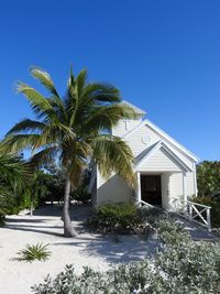 Palm tree by house against clear blue sky