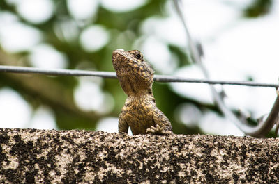 Close-up of lizard