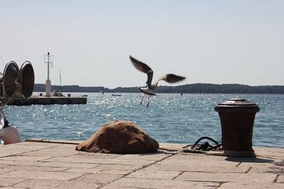 Seagulls on sea shore against sky