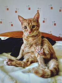 Portrait of cat sitting at home