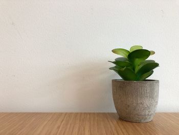 Close-up of potted plant on table against wall