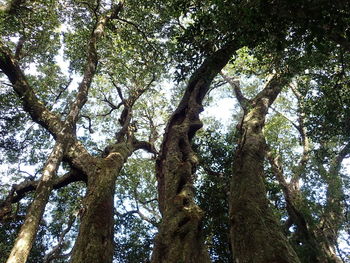 Low angle view of trees in forest