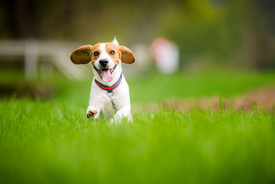 Dog running on grass