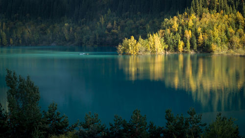 Scenic view of lake by trees in forest