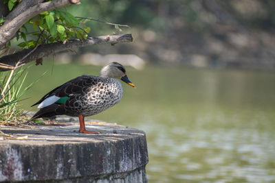 Bird perching in tree shade