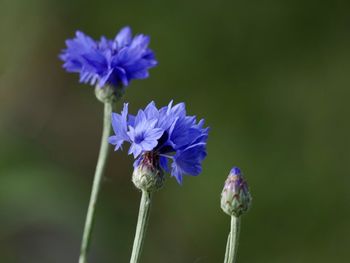 Close-up of purple flowering plant