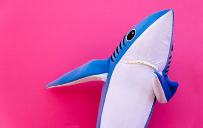 Close-up of shark gesturing against pink background