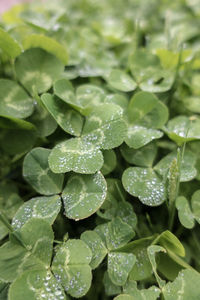 Full frame shot of raindrops on leaves