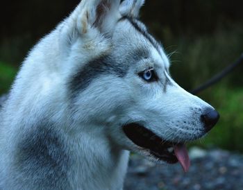 Close-up of dog outdoors