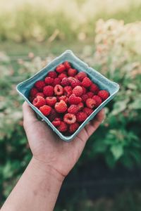 Cropped image of hand holding strawberries