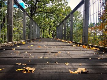 Autumn leaves on tree by bridge