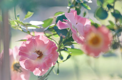 Close-up of pink cherry blossoms