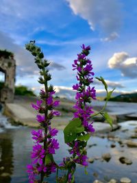Close-up of purple flowering plant against sky