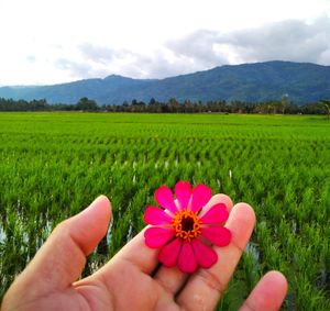 Midsection of person holding pink flower on field