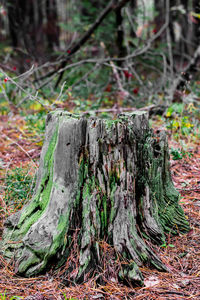 View of tree stump in forest