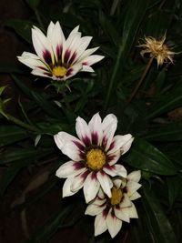 High angle view of white flowering plants