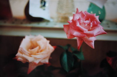 Close-up of rose blooming outdoors