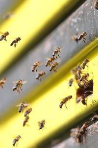Low angle view of honey bees entering beehive