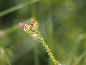 Close-up of insect on flower