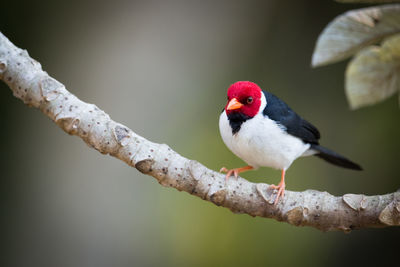 Yellow-billed cardinal perching on branch