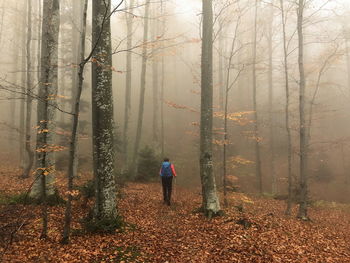 Rear view of person walking in forest during foggy weather
