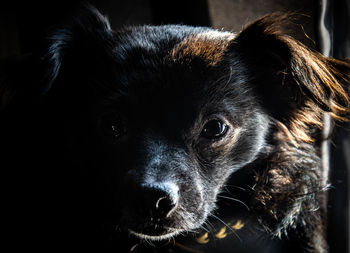 Close-up portrait of a dog