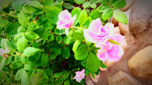 Close-up of pink flower