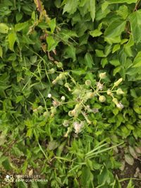 High angle view of insect on plant