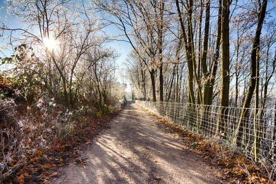 Road amidst trees against sky