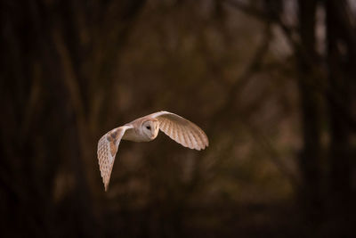 Close-up of barn owl flying 