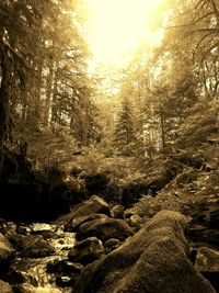 Trees in forest