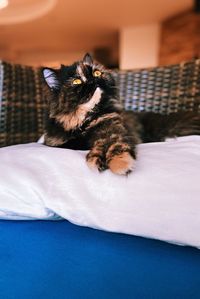 Cat relaxing on bed