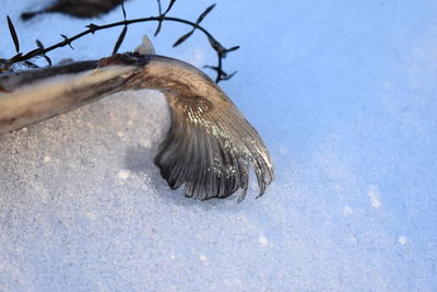 Close-up of a bird in snow