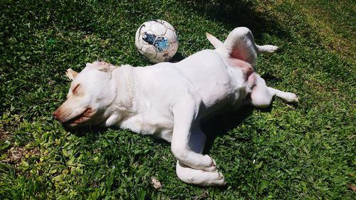 High angle view of dog lying on grass