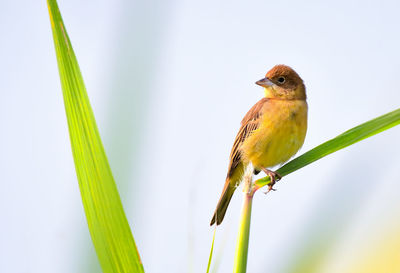 Close-up of bird perching on plant