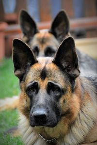 Close-up portrait of dog