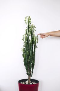 Cropped image of hand pointing potted plant against white wall