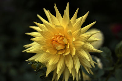 Close-up of yellow flower