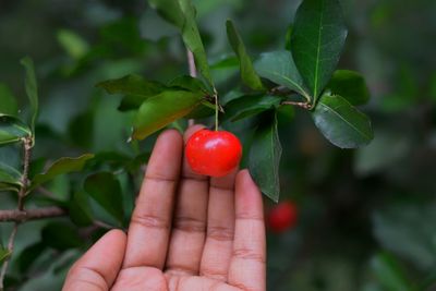 Close-up of hand holding strawberry