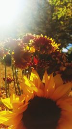 Close-up of sunflower blooming outdoors