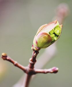 Close-up of buds