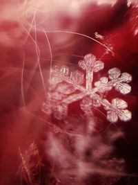Close-up of illuminated christmas lights