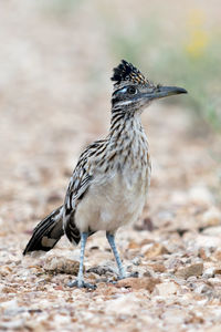 Close-up of bird on field