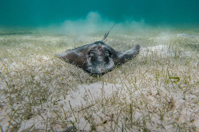 Stingray in sea