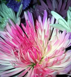 Full frame shot of multi colored flowers