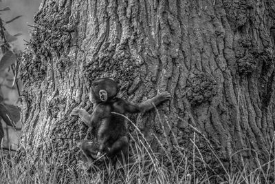 Squirrel on tree trunk