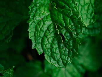 Close-up of leaves