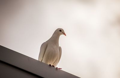 Low angle view of bird perching against sky