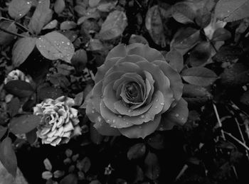 Close-up of rose flower